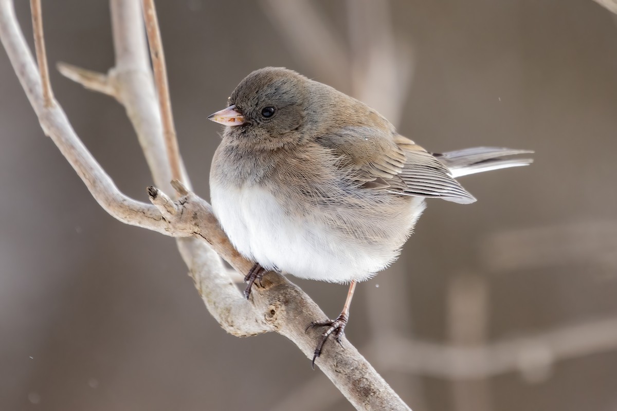 Dark-eyed Junco - Cody Bassindale