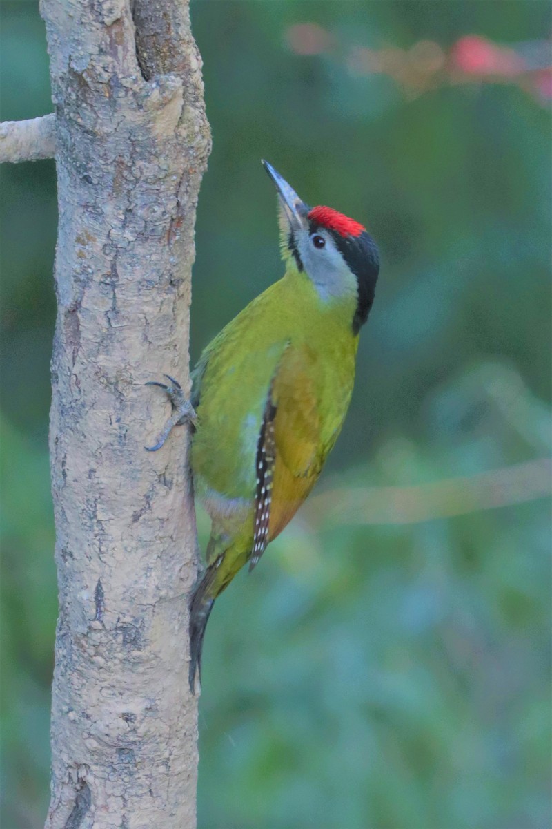 Gray-headed Woodpecker - Krishna Prasad Ramanand