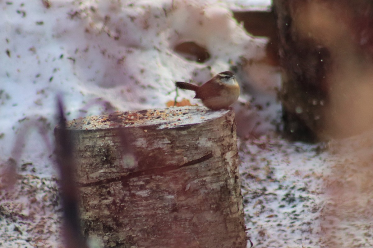 Carolina Wren - ML417906541