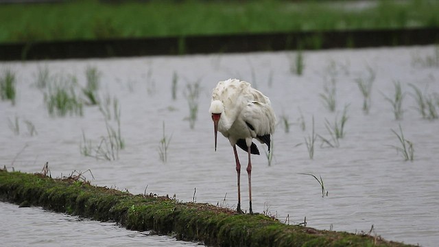 Siberian Crane - ML417906601