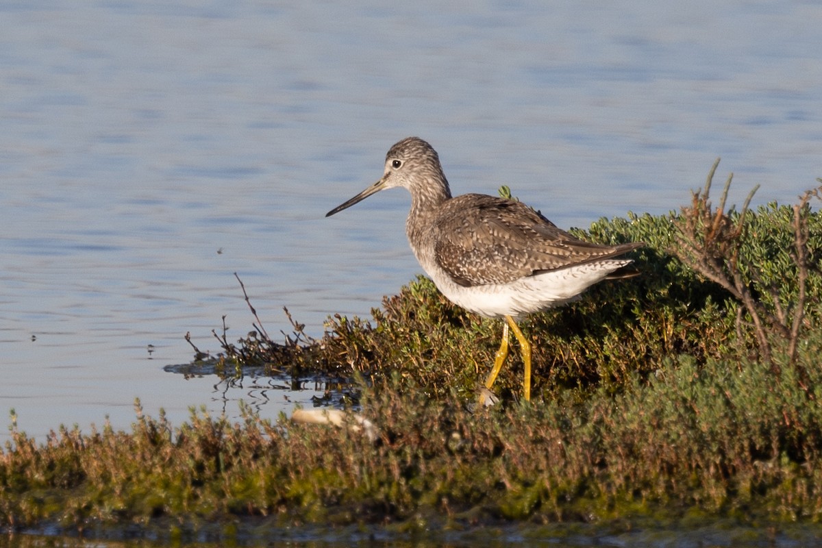 Greater Yellowlegs - ML417906811