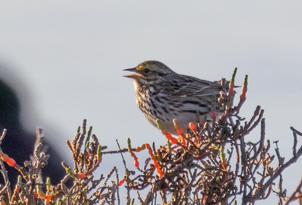 Savannah Sparrow - ML417907831