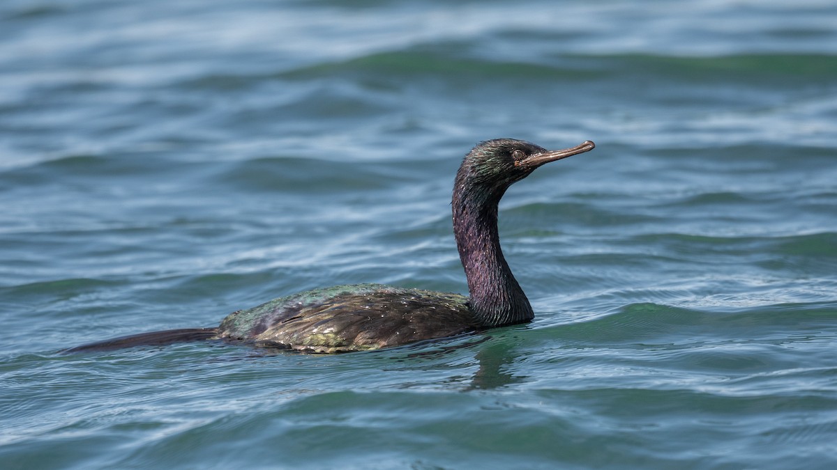 Pelagic Cormorant - ML417908021