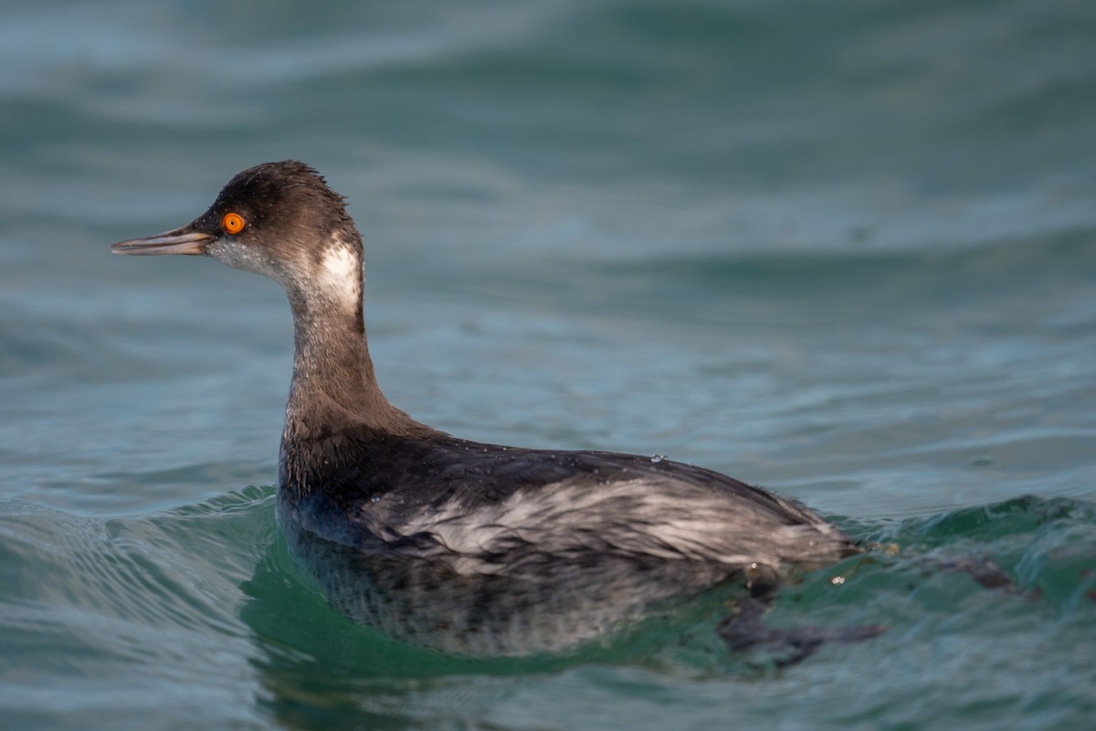 Eared Grebe - ML417908111