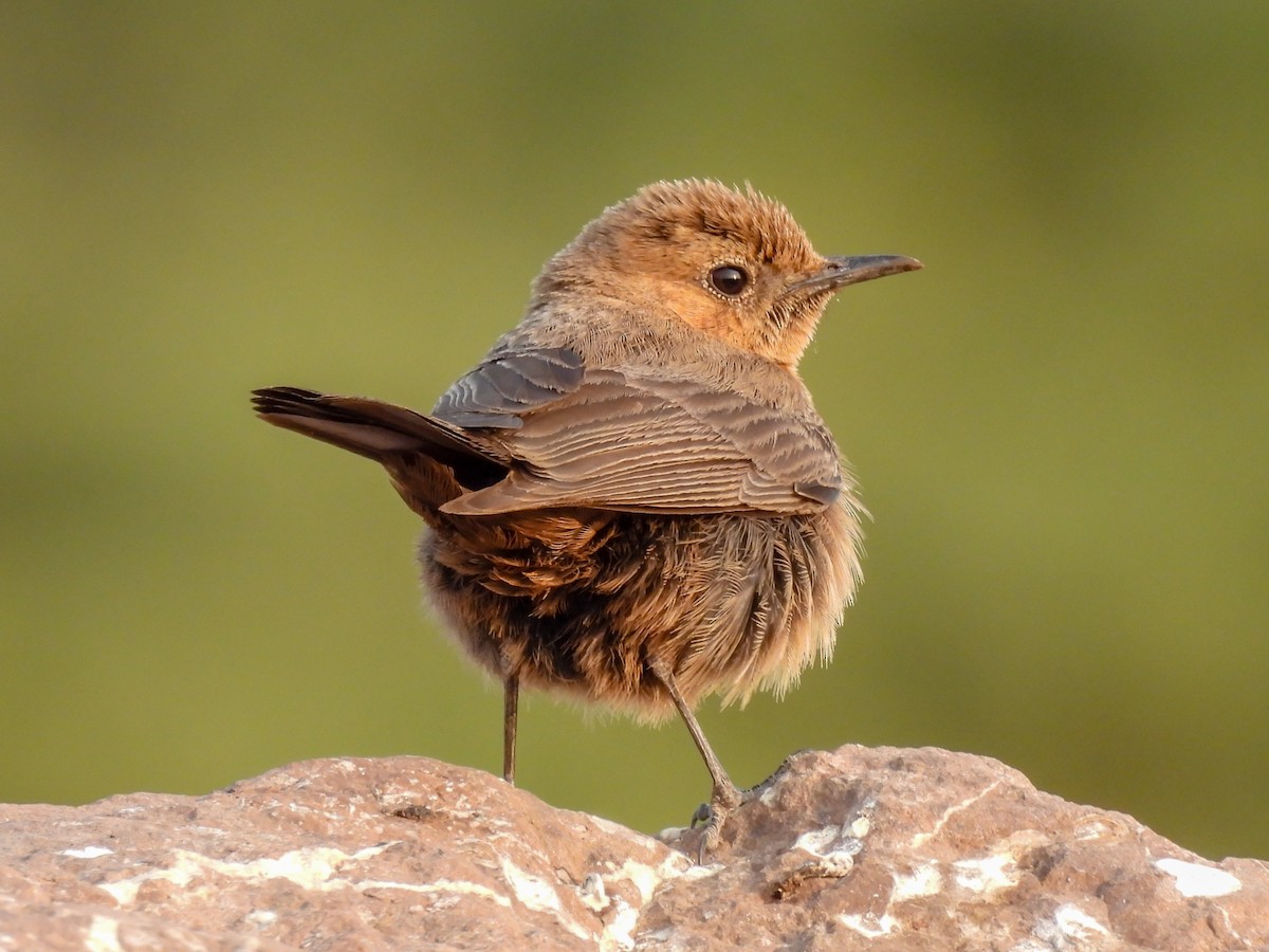 Brown Rock Chat - Ramesh Desai