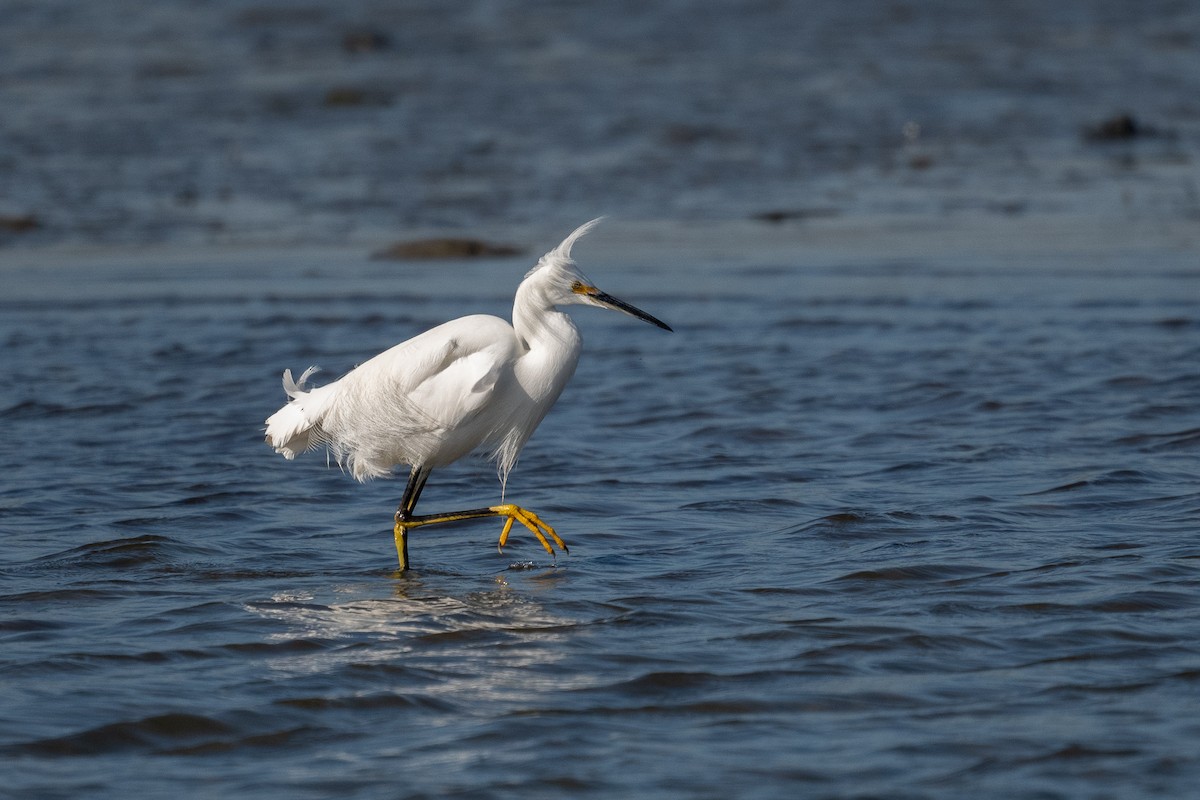 Snowy Egret - ML417908771