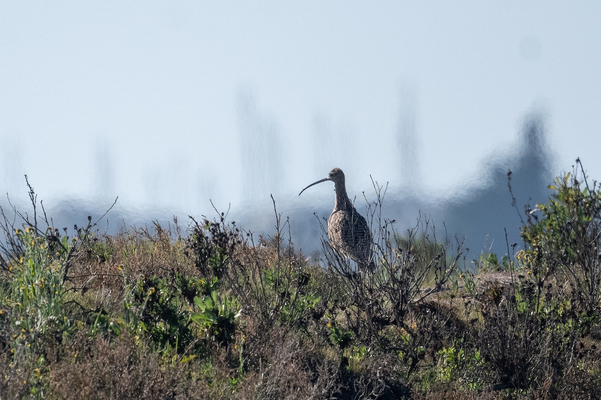 Long-billed Curlew - ML417909021