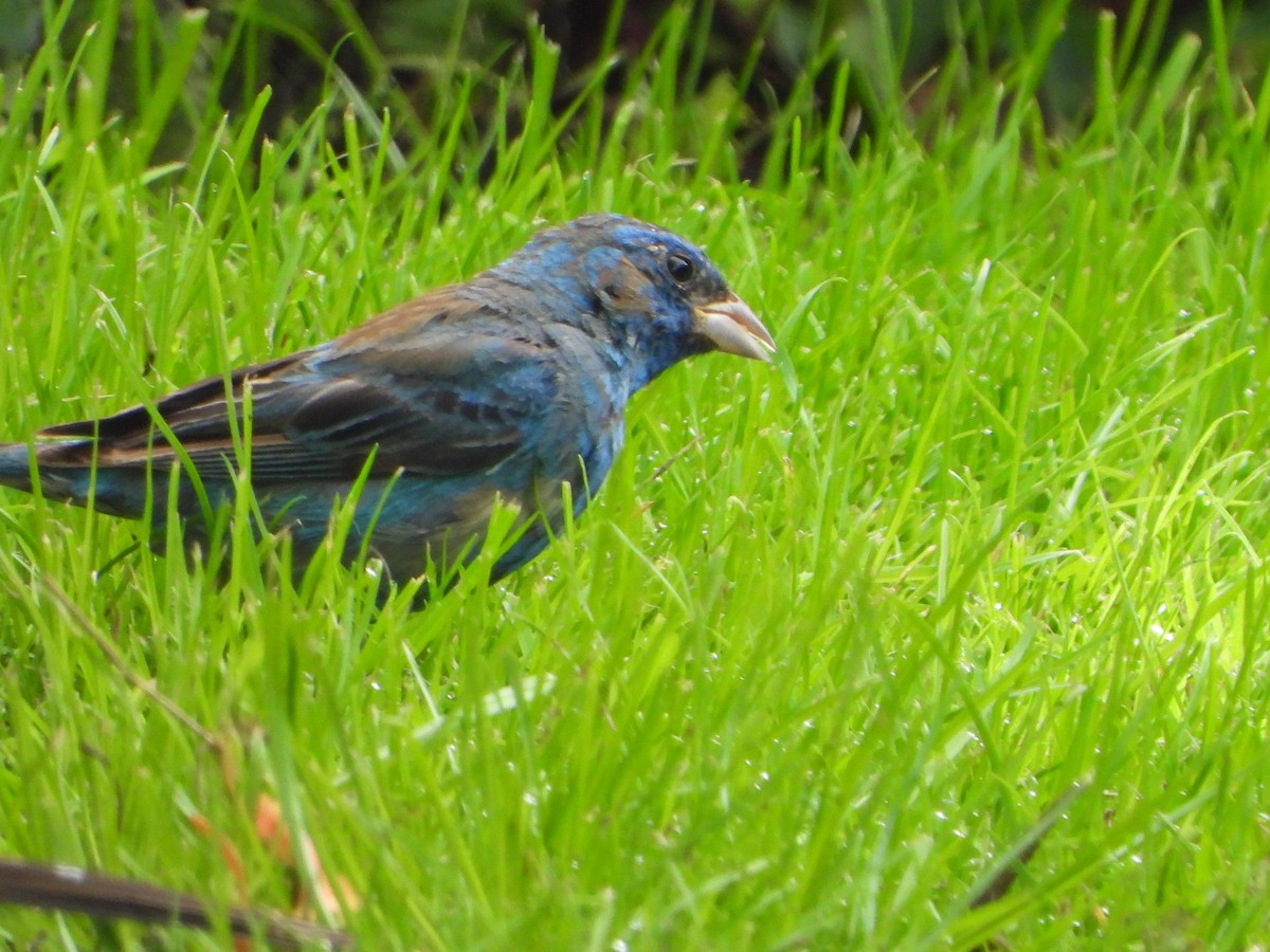 Passerin indigo - ML417909101