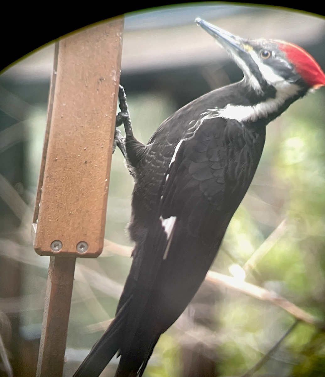 Pileated Woodpecker - ML417909551