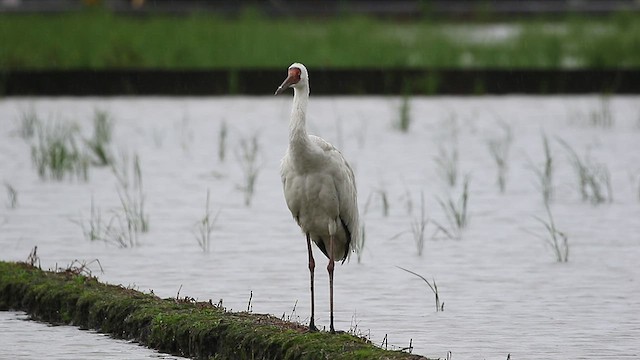 Grulla Siberiana - ML417909861