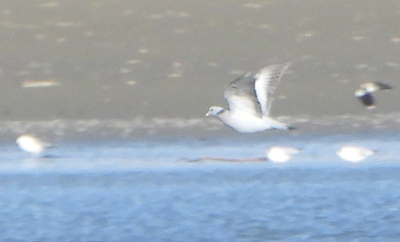 Stock Dove - ML417910121