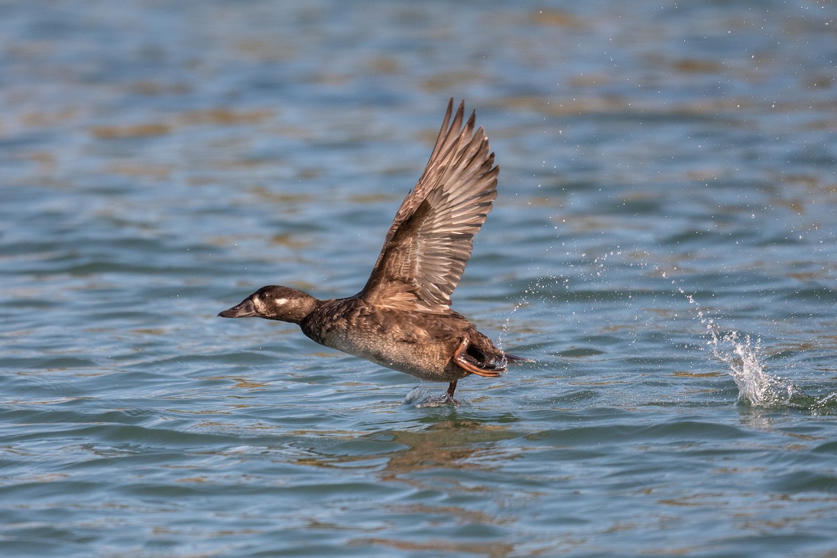 Surf Scoter - ML417910171