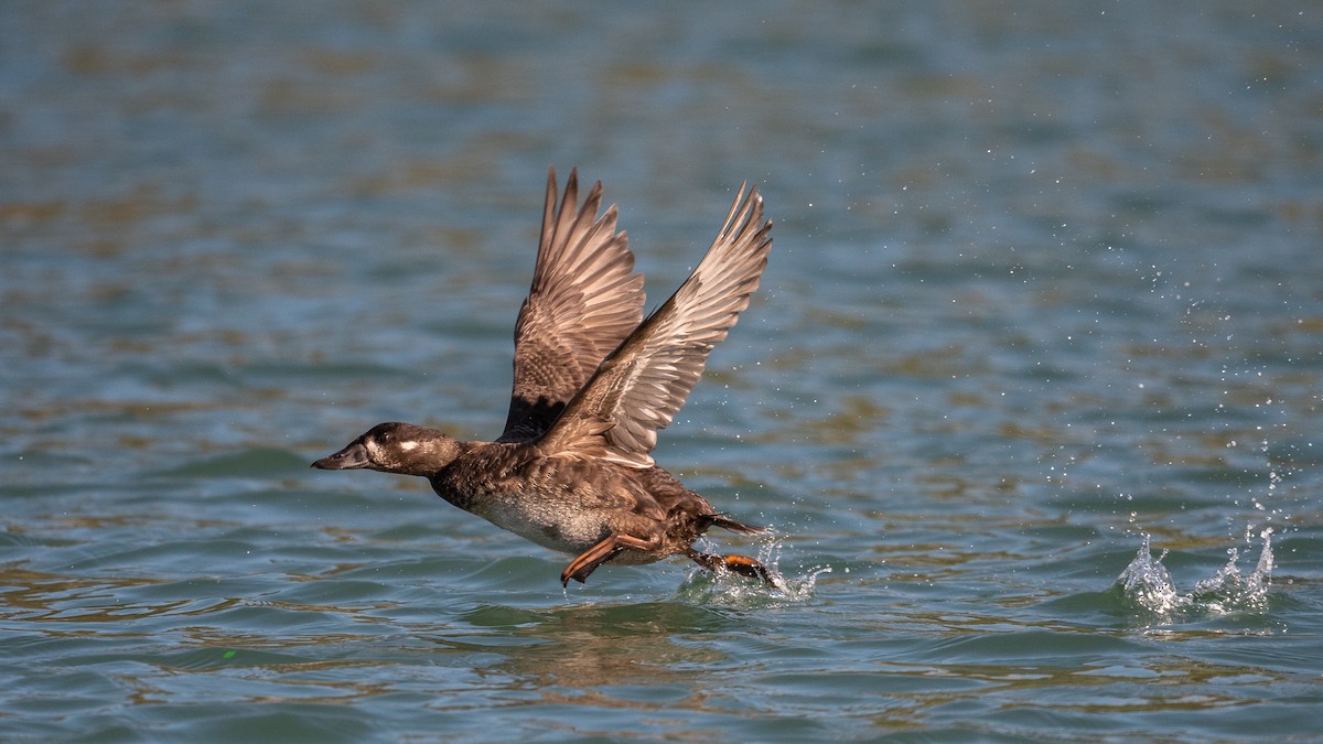 Surf Scoter - Graham Deese