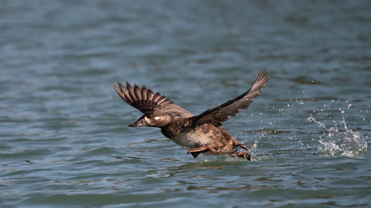 Surf Scoter - ML417910221