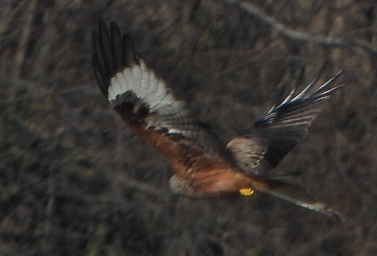 Red Kite - Jiří Šafránek