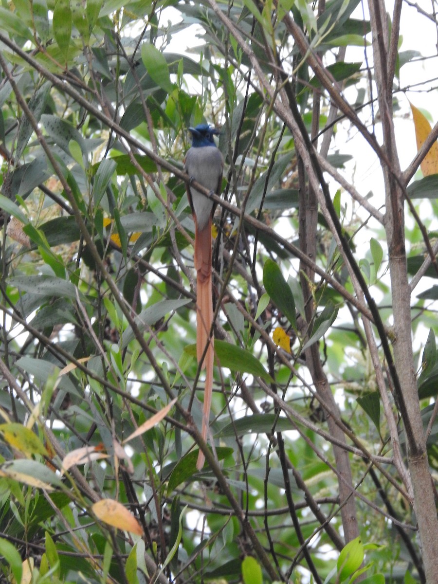 Indian Paradise-Flycatcher - ML417913351