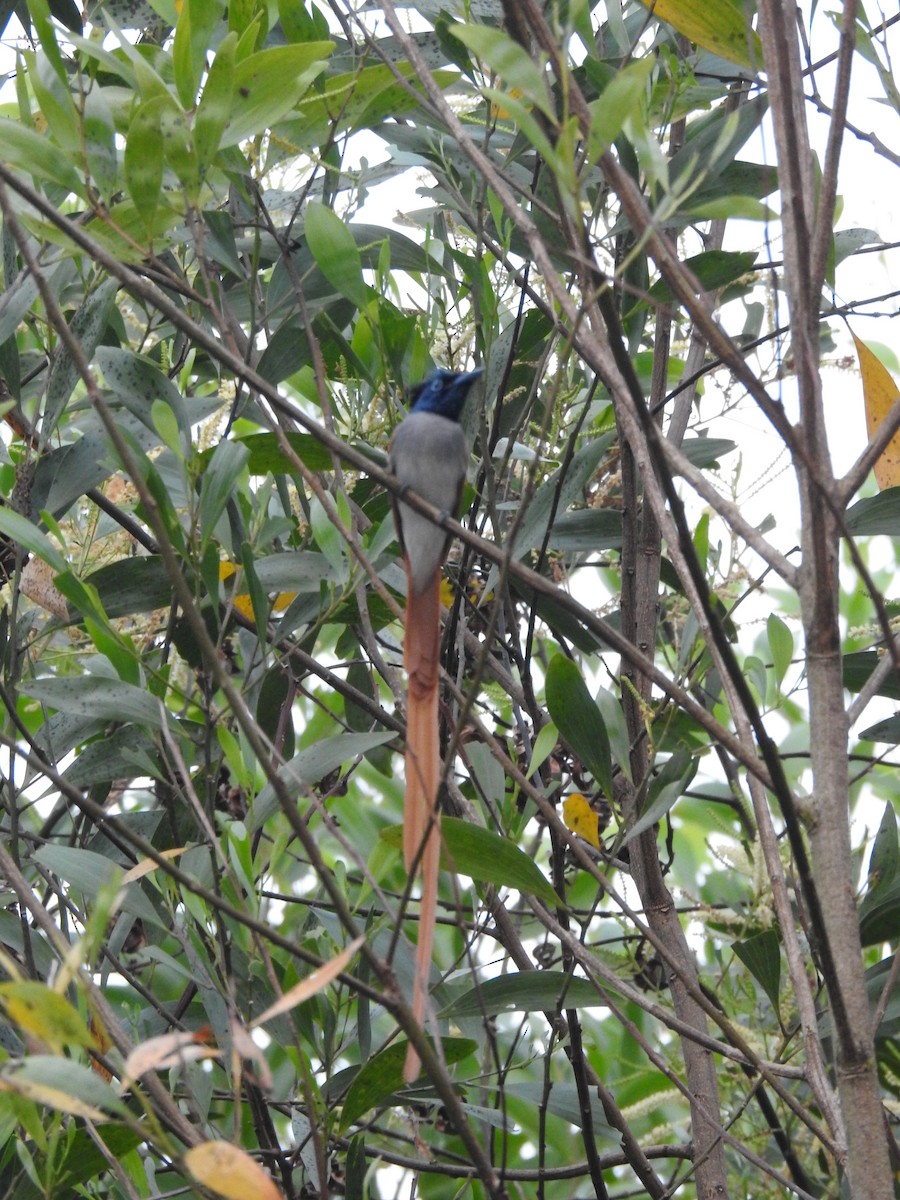 Indian Paradise-Flycatcher - ML417913361