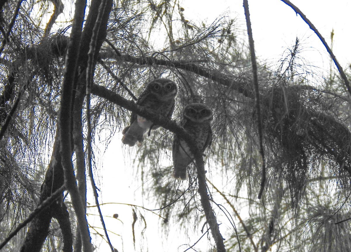 Spotted Owlet - ML417914031
