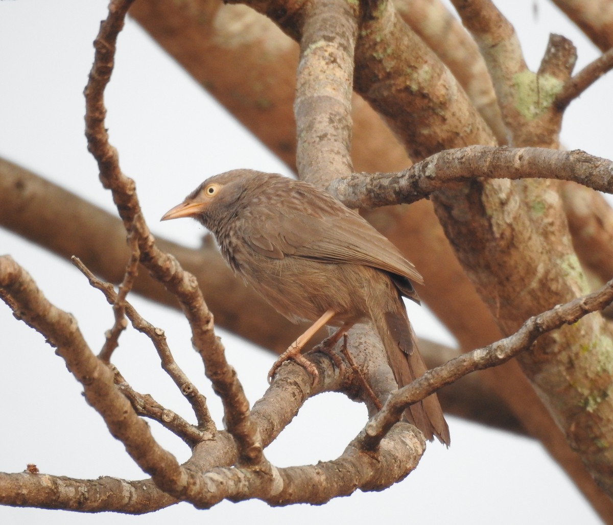 Jungle Babbler - ML417914271