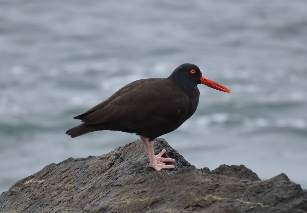 Black Oystercatcher - ML417914521