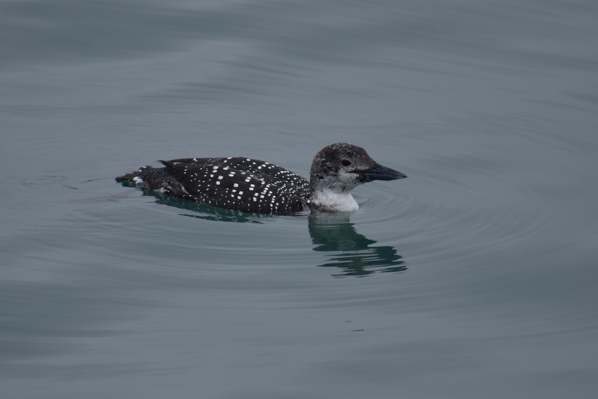 Common Loon - ML417914571