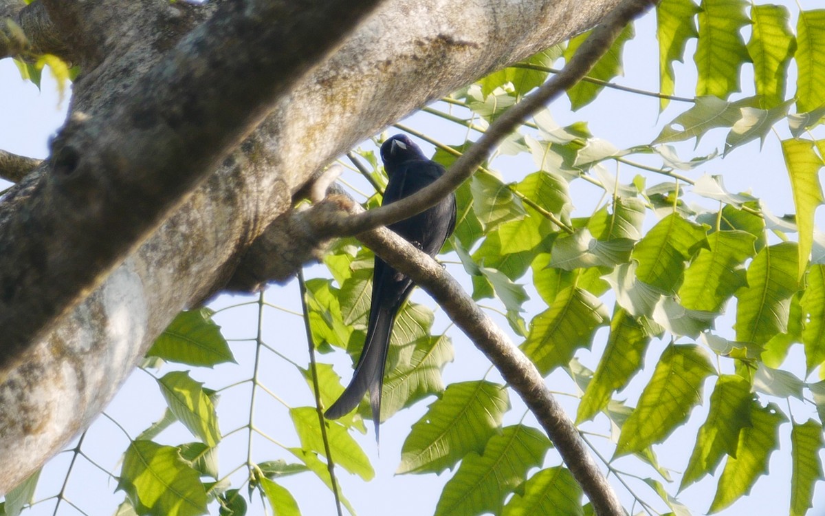 Drongo cendré - ML417914581