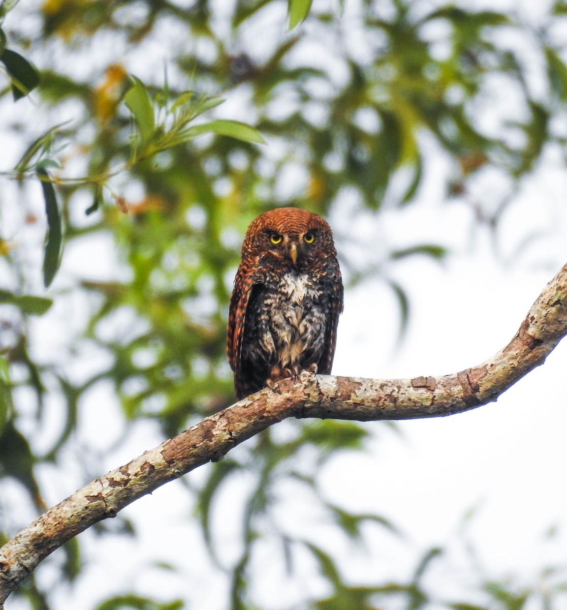 Jungle Owlet - ML417915601