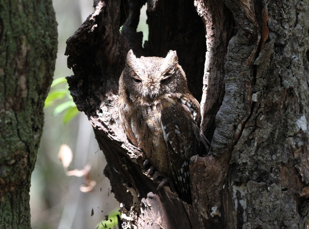 Madagascar Scops-Owl (Torotoroka) - Charley Hesse TROPICAL BIRDING