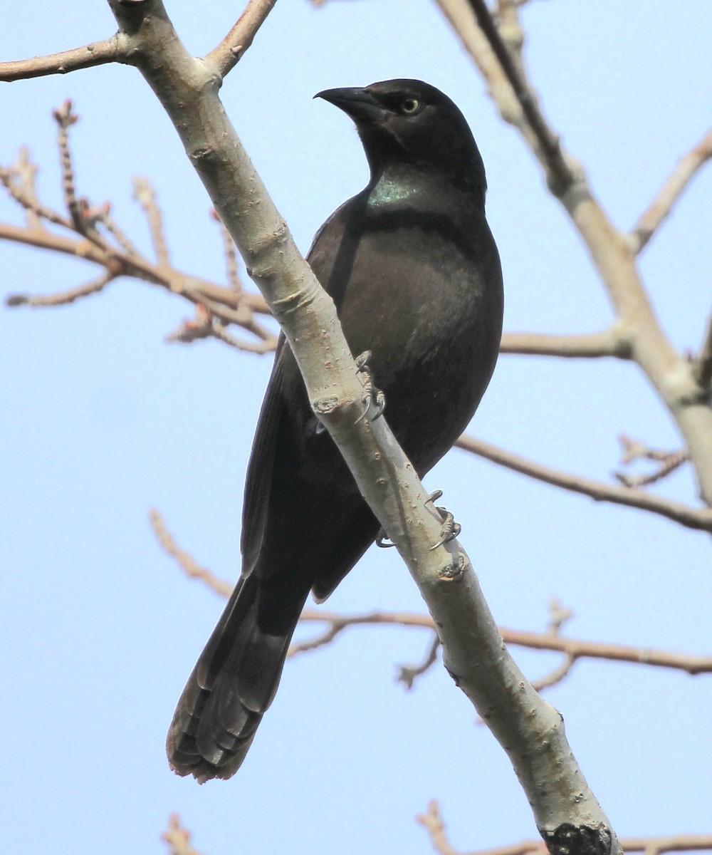 Common Grackle - Susan Hovde