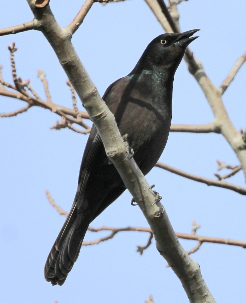 Common Grackle - Susan Hovde