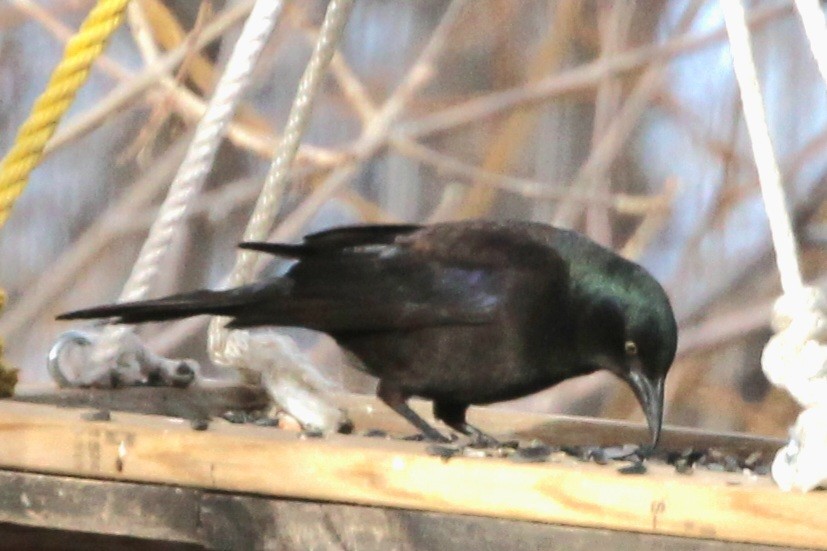 Common Grackle - Susan Hovde