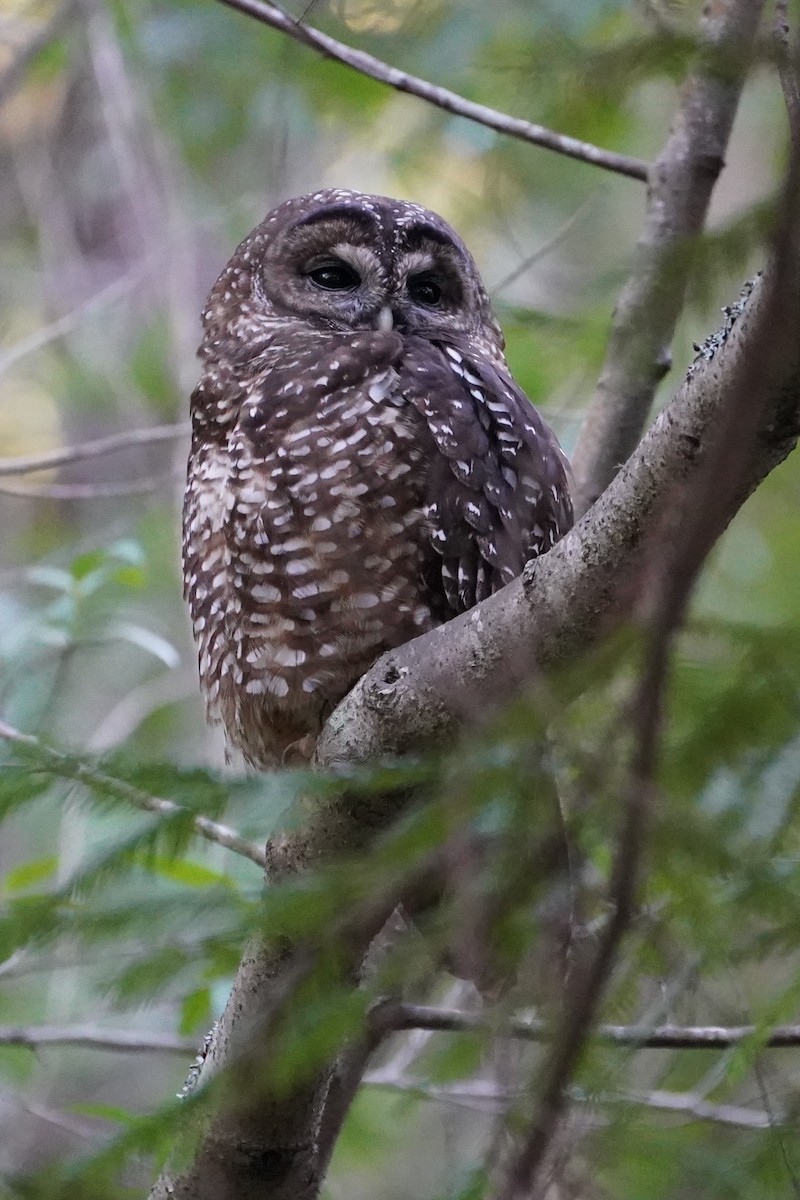 Spotted Owl (Northern) - Alex Merritt