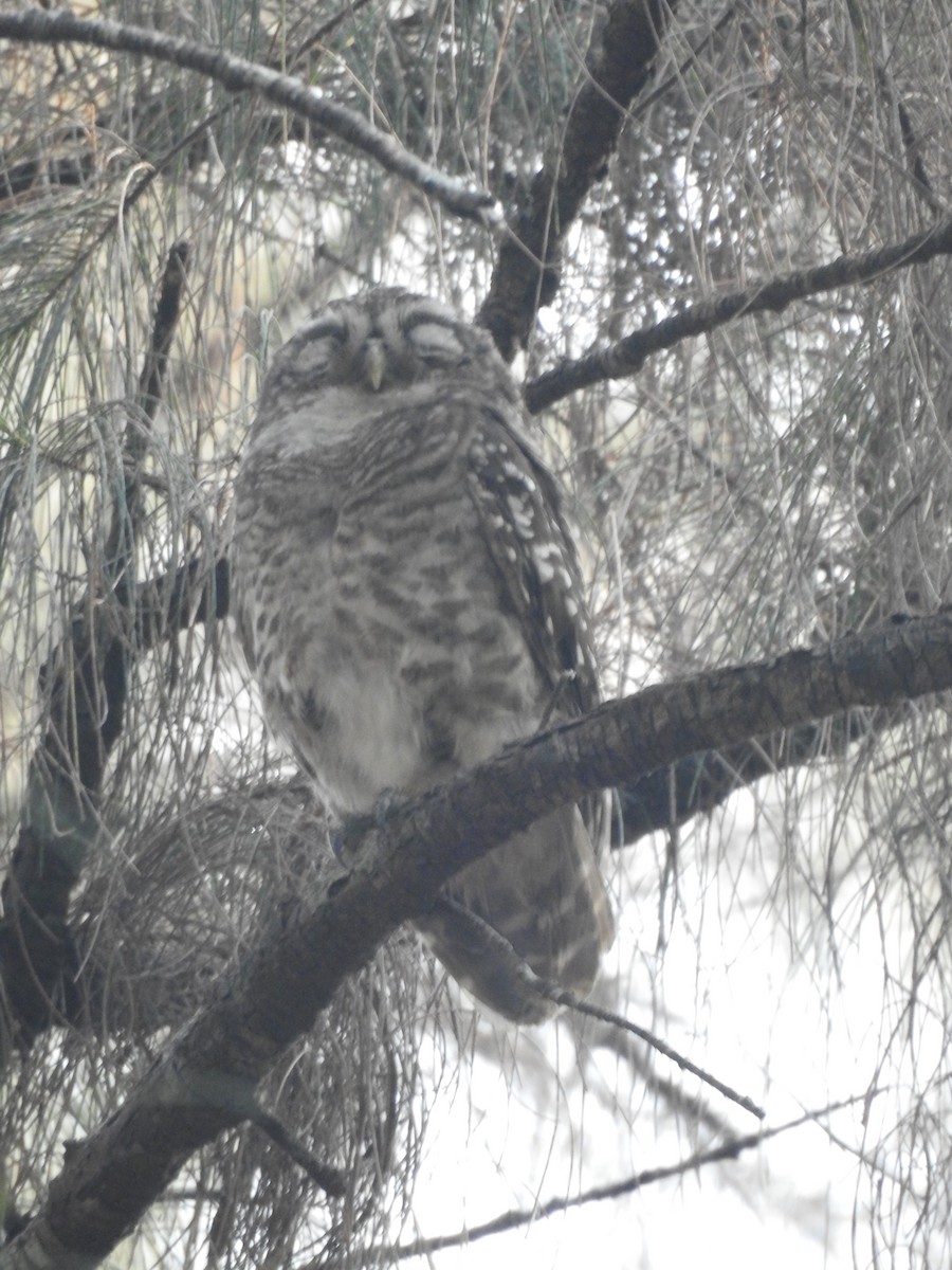 Spotted Owlet - ML417916941