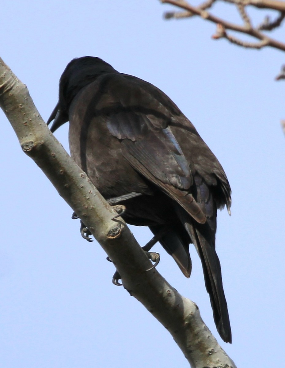 Common Grackle - ML417917021