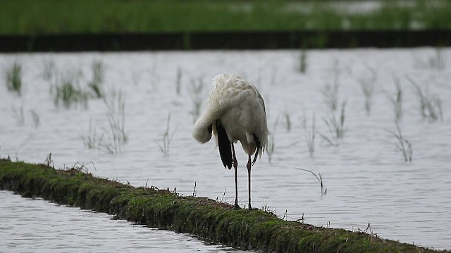 Siberian Crane - ML417918161