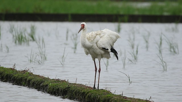 Siberian Crane - ML417918281