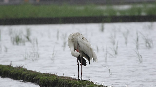 Siberian Crane - ML417918841