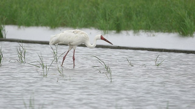 Grulla Siberiana - ML417918961