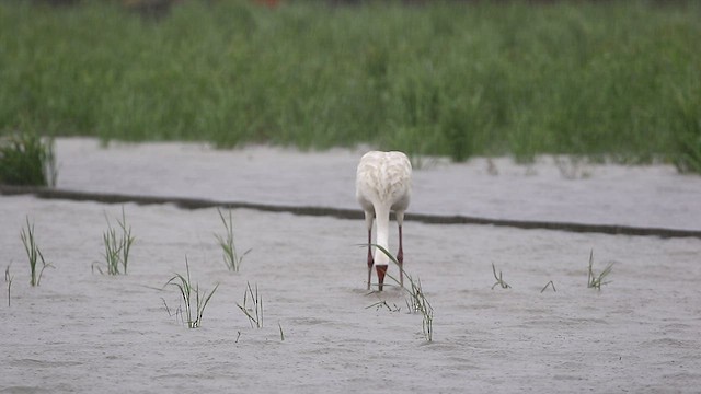 Siberian Crane - ML417919441