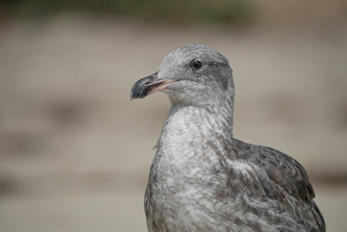 Western Gull - Sophie Cameron