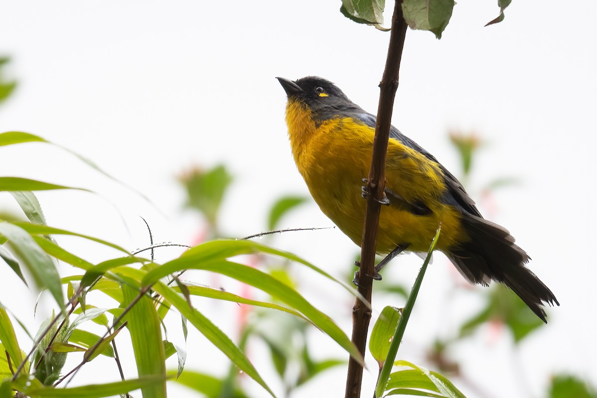 Lacrimose Mountain Tanager - Ben  Lucking