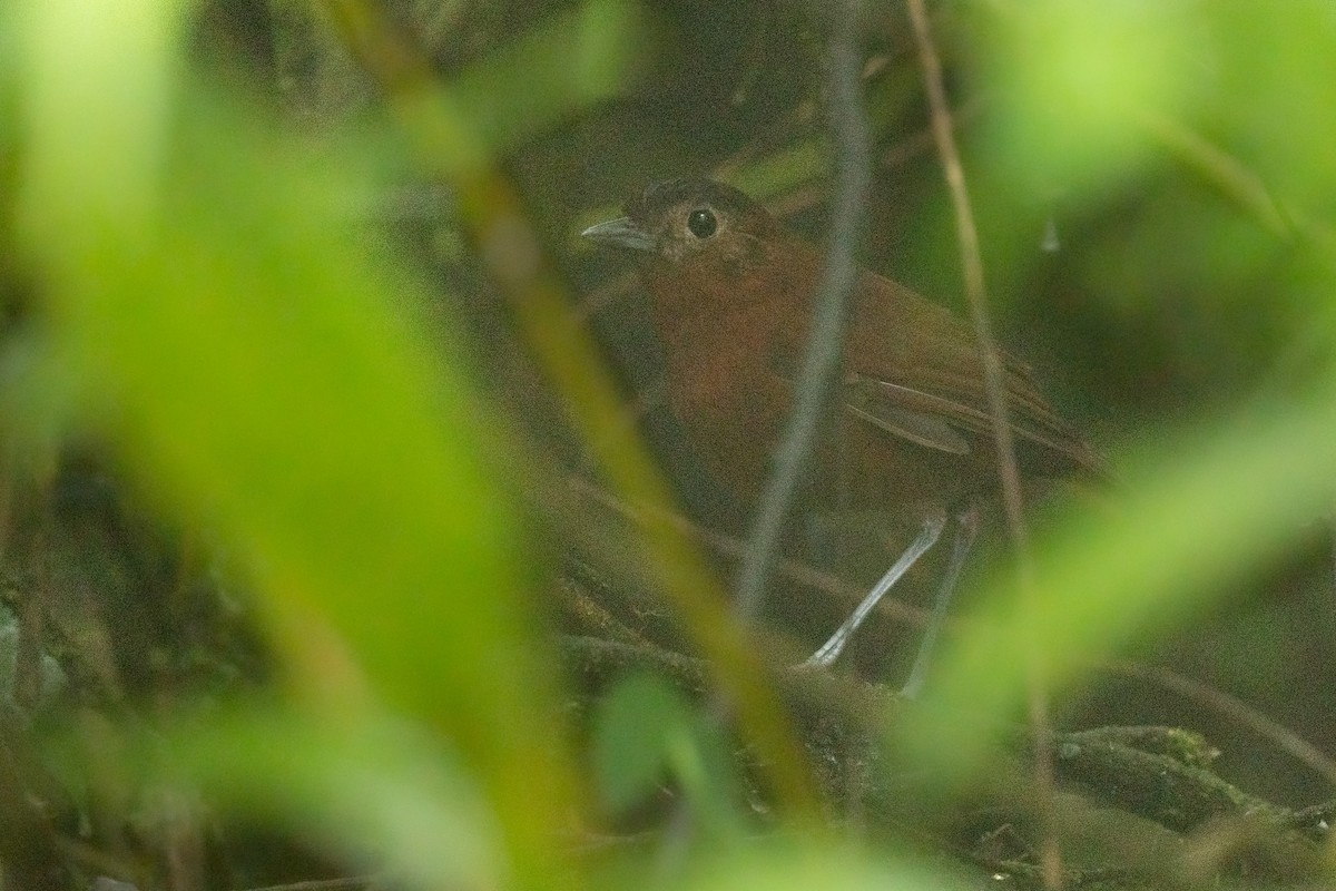 Bay Antpitta - ML417921641