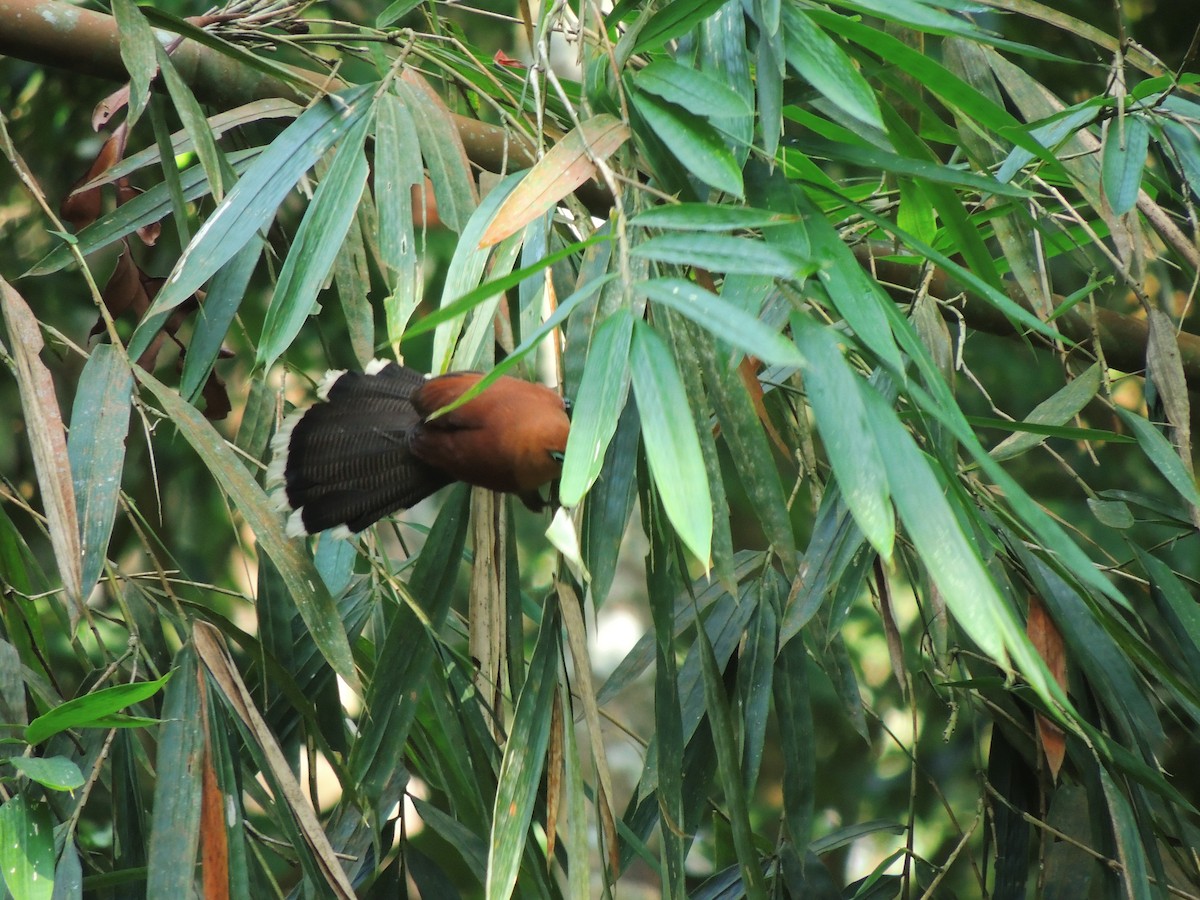 Raffles's Malkoha - ML417921971