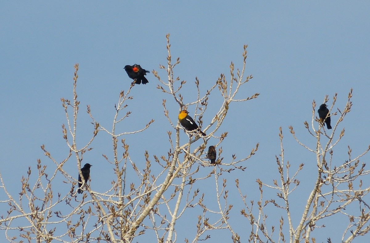 Yellow-headed Blackbird - ML41792391