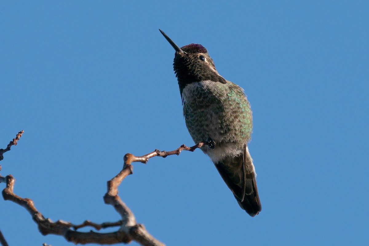 Anna's Hummingbird - ML417924581