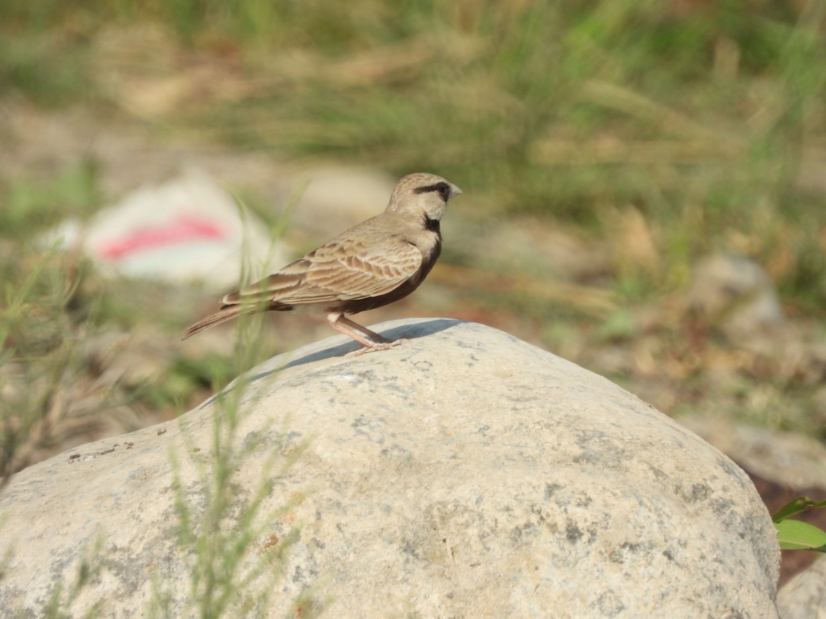 Ashy-crowned Sparrow-Lark - ML417925221