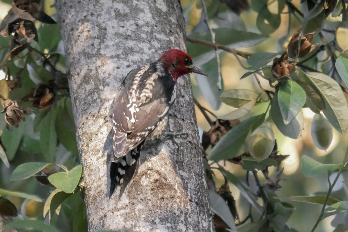 Red-breasted Sapsucker - Sophie Cameron