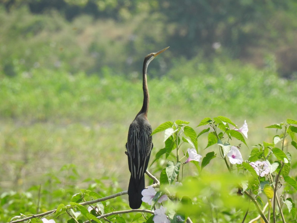 Oriental Darter - ML417929671