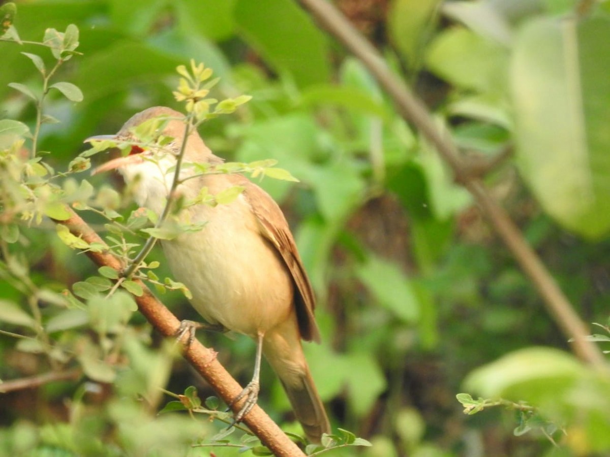 Clamorous Reed Warbler - Sureshbabu K
