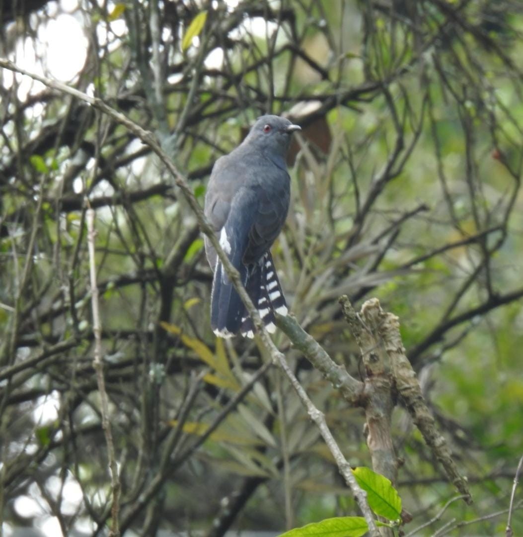 Gray-bellied Cuckoo - ML417930751